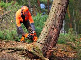 Best Tree Maintenance Programs  in Adrian, MO