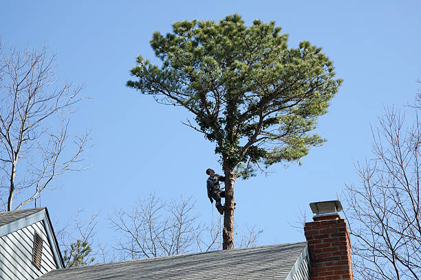 Best Root Management and Removal  in Adrian, MO