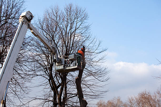 Best Tree and Shrub Care  in Adrian, MO