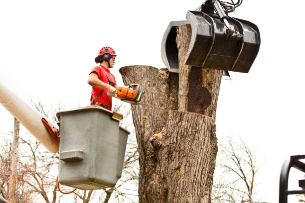 Best Tree Preservation Services  in Adrian, MO