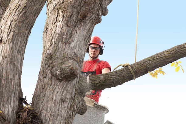 Best Tree Risk Assessment  in Adrian, MO